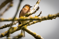 Male Chaffinch on Branch Front View