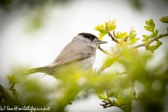 Male Blackcap on Branch Side View