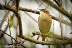 Sedge Warbler on Branch Front View