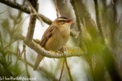 Sedge Warbler on Branch Singing Side View