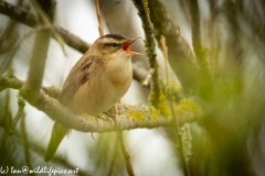 Sedge Warbler on Branch Singing Side View