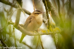 Sedge Warbler on Branch Side View