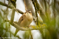 Sedge Warbler on Branch Side View