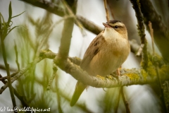 Sedge Warbler on Branch Side View