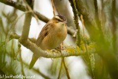 Sedge Warbler on Branch Side View