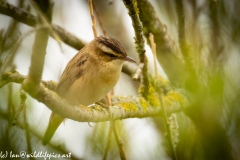 Sedge Warbler on Branch Side View