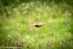 Red-legged Partridge in Flight over Meadow Back View