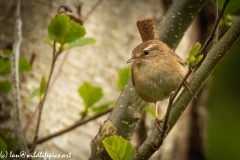 Wren on Branch Front View