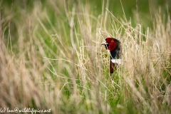 Male Pheasant in Meadow Head View