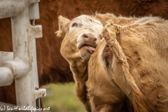 Calf Licking Side Back View