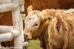 Calf Looking Back Back View