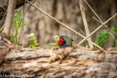 Male Pheasant behind a Fallen Tree Head View