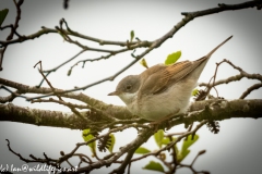 Whitethroat on Branch Side View