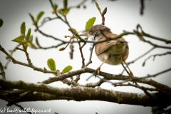 Whitethroat on Branch Back View