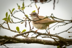 Whitethroat on Branch Side View