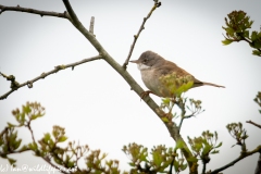 Whitethroat on Branch Side View