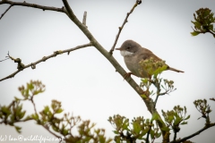 Whitethroat on Branch Side View