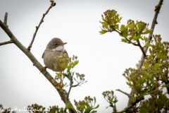 Whitethroat on Branch Side View