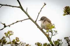 Whitethroat on Branch Side View