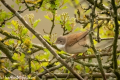 Whitethroat on Branch Side View