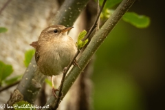 Wren on Branch Front View