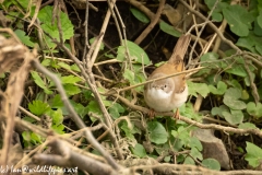 Whitethroat on Branch Front View