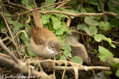 Whitethroat on Branch Front View