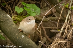 Whitethroat on Branch Front View