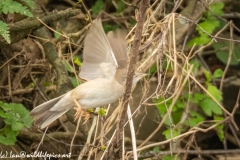 Whitethroat in Flight Side View