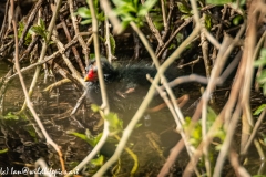 Moorhen Chick in Bank