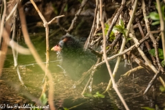 Moorhen Chick in Bank