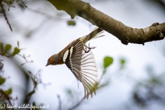 Male Chaffinch in Flight Side View