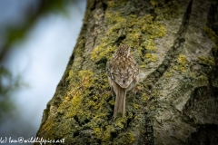 Treecreeper on Tree Back View