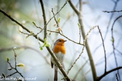 Robin on Branch Front View