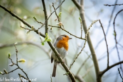 Robin on Branch Front View