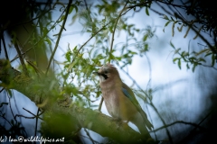 Jay on Branch Side View