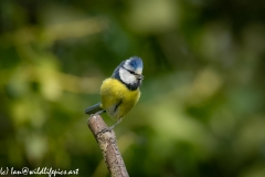 Blue Tit on Branch Front View