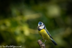 Blue Tit on Branch Side View