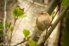 Wren on Branch Front View