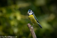 Blue Tit on Branch Side View