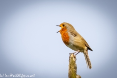 Robin on Branch Singing Side View