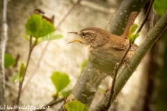 Wren on Branch Singing Front View