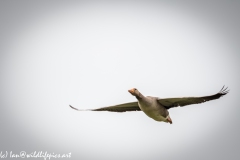 Greylag Goose in Flight Front View