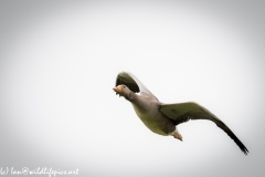 Greylag Goose in Flight Front View