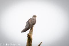 Male Cuckoo on Top of Dead Tree Side View