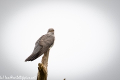 Male Cuckoo on Top of Dead Tree Side View