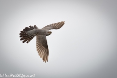 Male Cuckoo in Flight Side View