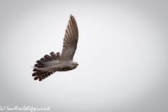 Male Cuckoo in Flight Side View