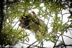 Male Cuckoo on Top of Tree Back View