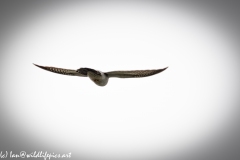 Male Cuckoo in Flight Back View